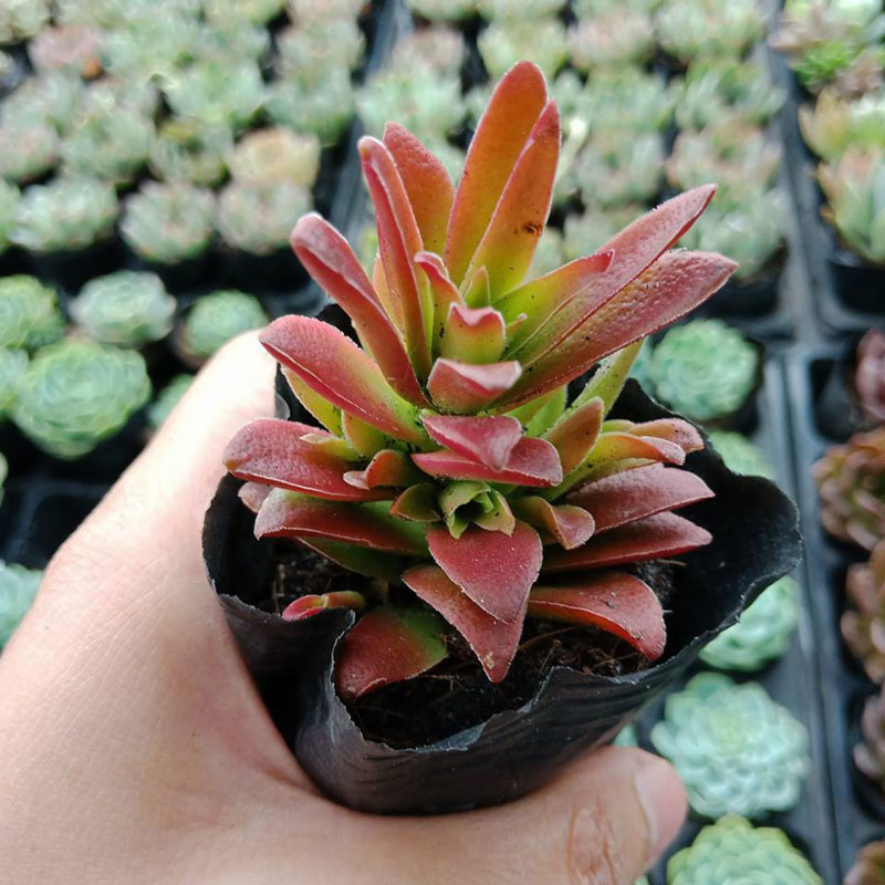 h1-14 Sen đá tứ phương độc đáo