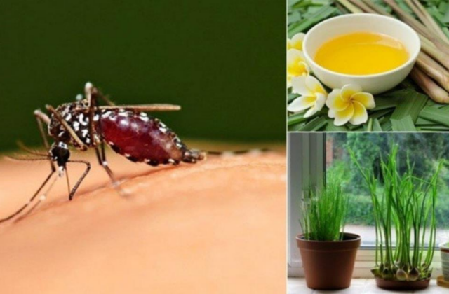 Cách Diệt Muỗi Hiệu Quả Mà Không Cần Đến Hóa Chất