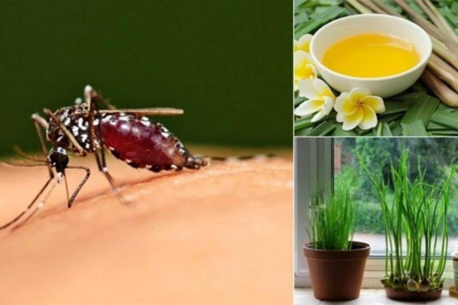 Cách Diệt Muỗi Hiệu Quả Mà Không Cần Đến Hóa Chất